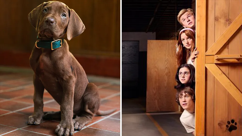 A photo of the live-action Scooby-Doo dog.