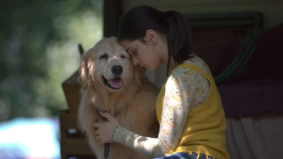 A golden retriever dog looking regal, possibly with a young girl.