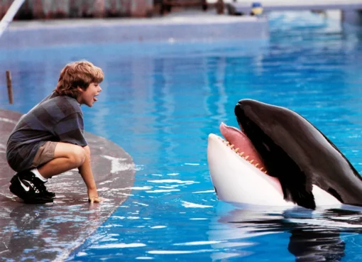 A majestic orca breaching the ocean water at sunset.