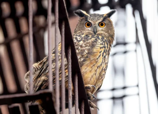 A close-up photo of a majestic owl with large, watchful eyes.