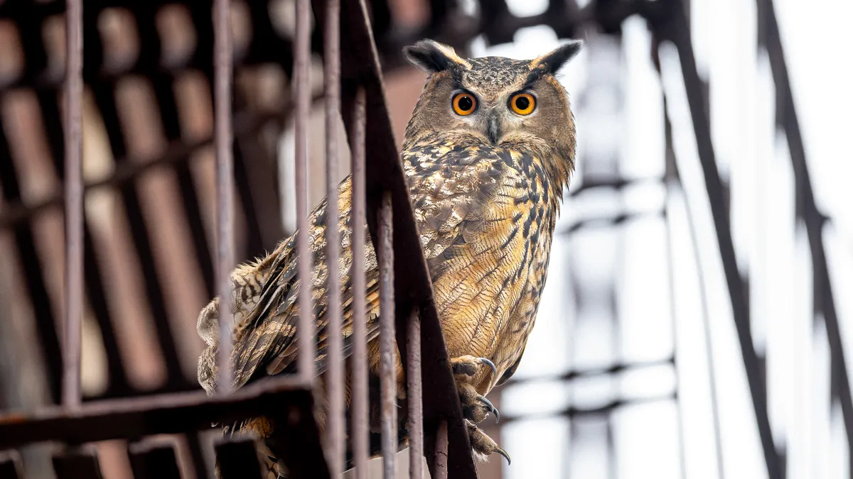 A close-up photo of a majestic owl with large, watchful eyes.