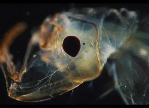 A stylized shot from a documentary film about immortality