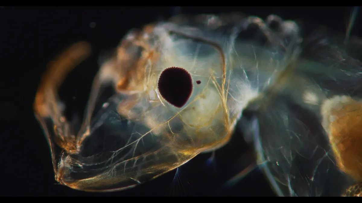 A stylized shot from a documentary film about immortality